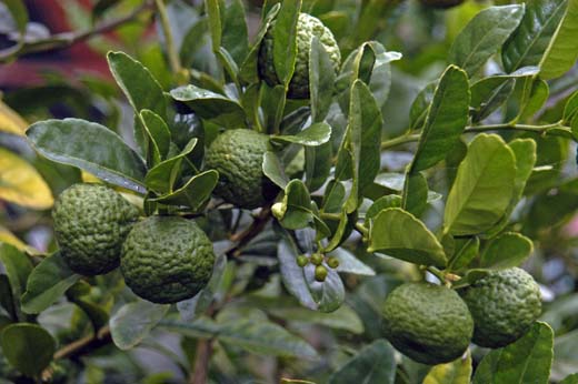 060928-8262_Gardens