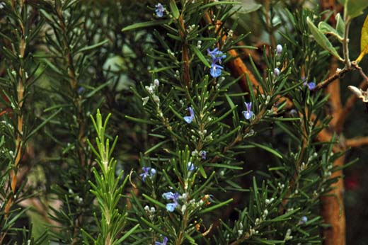 060928-8263_Gardens