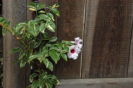 060928-8266_Gardens