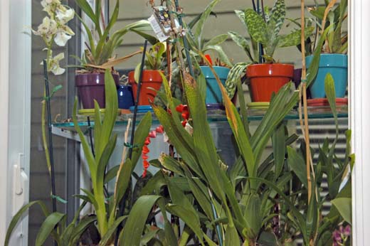 060928-8286_Gardens
