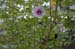 060928-8259_Gardens