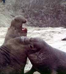 photo of fighting Elephant Seals