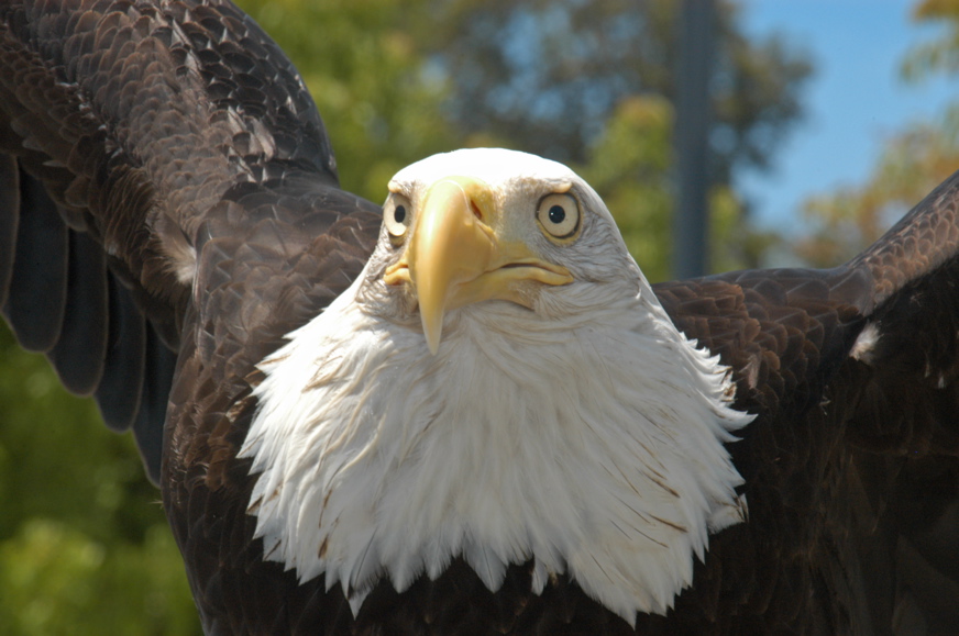 060602-5940_Eagle_Sequoia