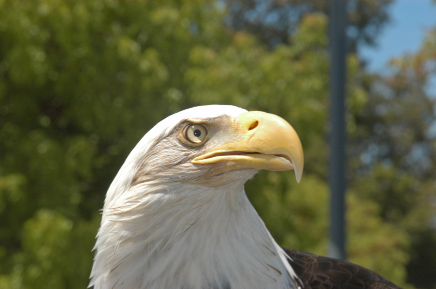 060602-5942_Eagle_Sequoia