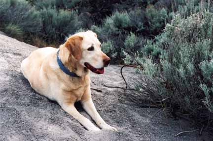 photo of dog on ash deposit