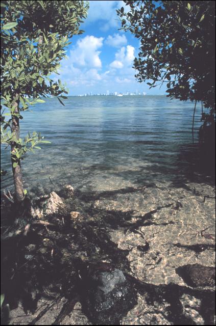 photo of water along shoreline