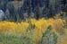 061009-8412_Aspens