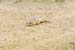 070226-0034_Ano_Nuevo_Janet