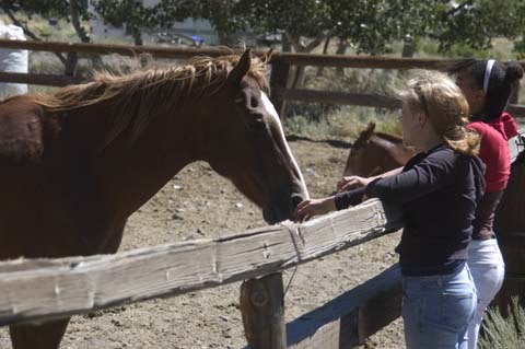 070806-1849_Horses