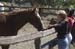 070806-1849_Horses