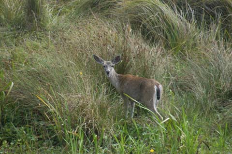 070825-2425_Deer
