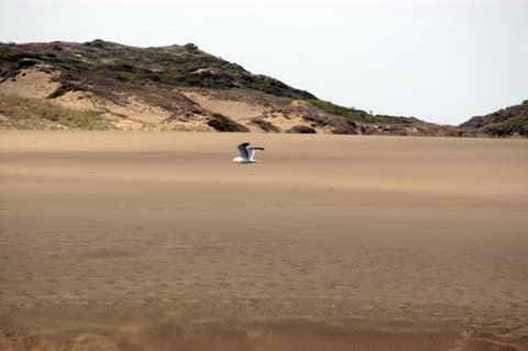 070825-2430_Gull