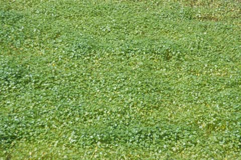 070825-2433_Marsh