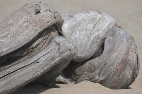 070825-2456_Driftwood
