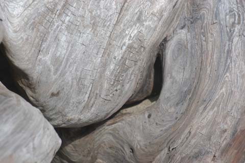 070825-2457_Driftwood