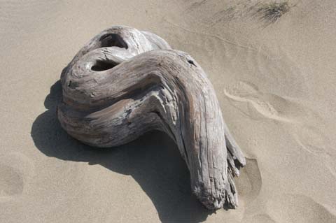 070825-2458_Driftwood