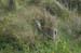 070825-2425_Deer