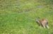 070825-2432_Deer