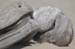 070825-2456_Driftwood