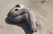 070825-2458_Driftwood