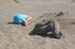 070825-2468_Driftwood_girl