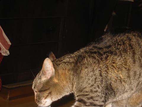 071225-4158_Lilly