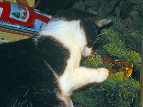 071225-4170_Lola