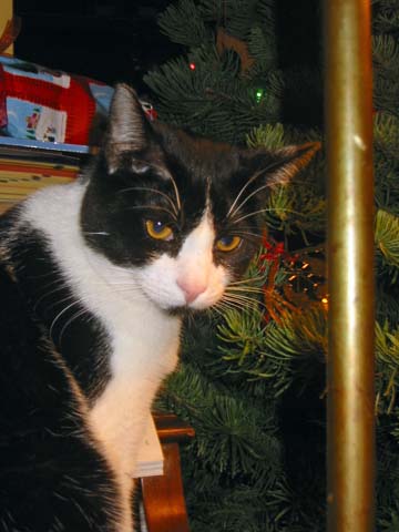 071225-4171_Lola