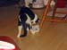 071225-4145_Lola