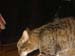 071225-4158_Lilly