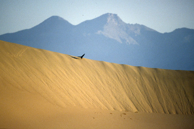 080419A-34_Dunes_bird