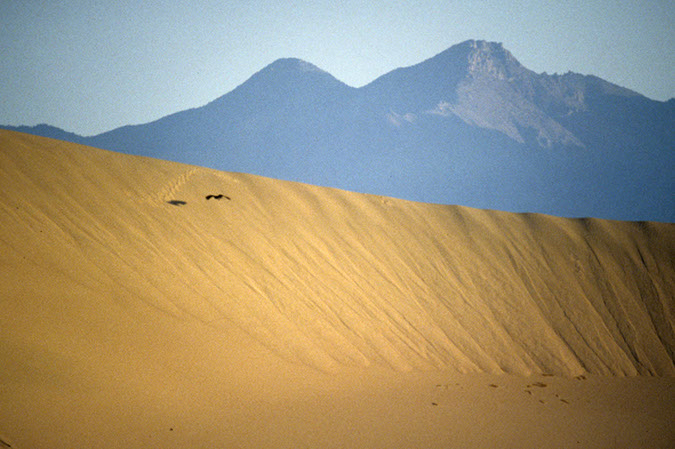 080419A-36_Dunes_bird