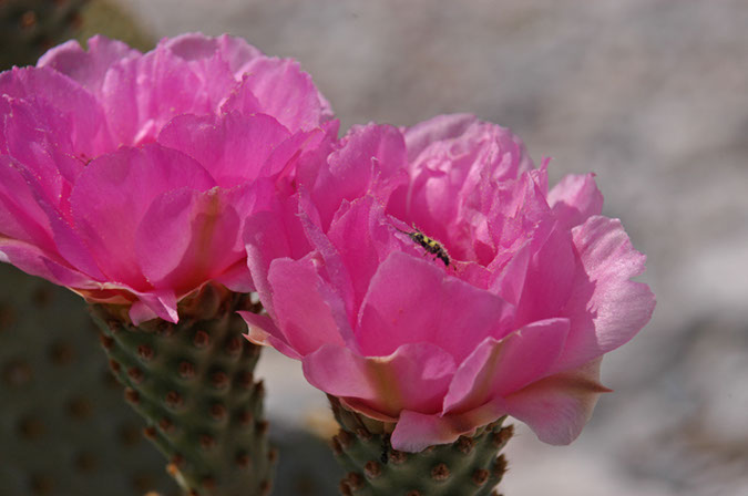 080420-5357_Cacti_Joshua