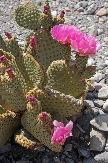080420-5358_Cacti_Joshua