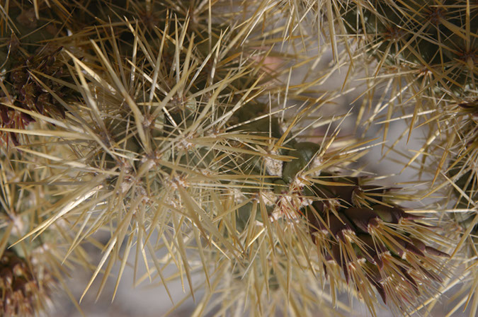 080420-5361_Cholla