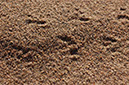 080419-5286_Sand_dunes