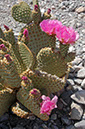 080420-5358_Cacti_Joshua