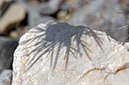 080420-5360_Cacti_Joshua