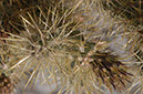 080420-5361_Cholla