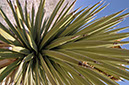 080420-5386_Cacti_Joshua