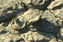 080421B-21_Mudcracks