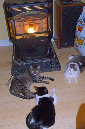 081208-8298_Warm_kitties