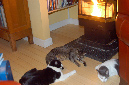 081208-8300_Warm_kitties