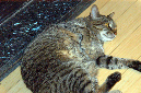 081208-8306_Warm_kitties