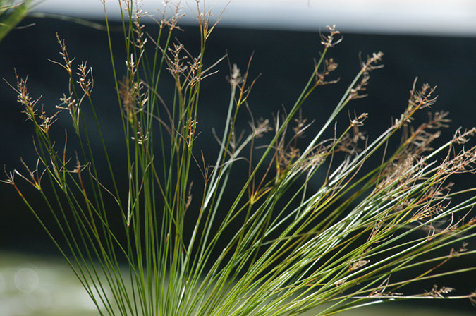 090406-8898_Getty_Villa