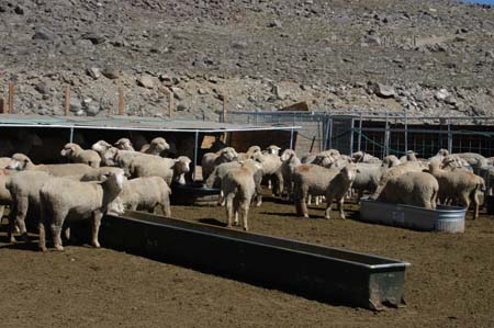060806-7291_Bighorn_sheep