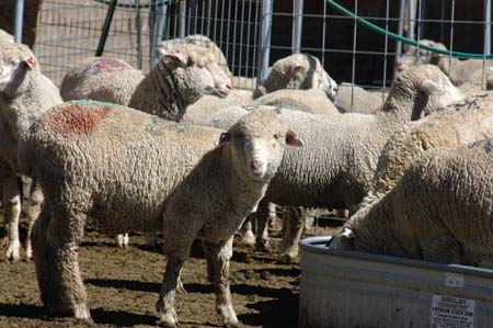060806-7292_Bighorn_sheep