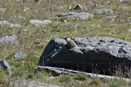 060806-7302_Marmot_pup