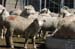 060806-7292_Bighorn_sheep