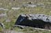 060806-7302_Marmot_pup